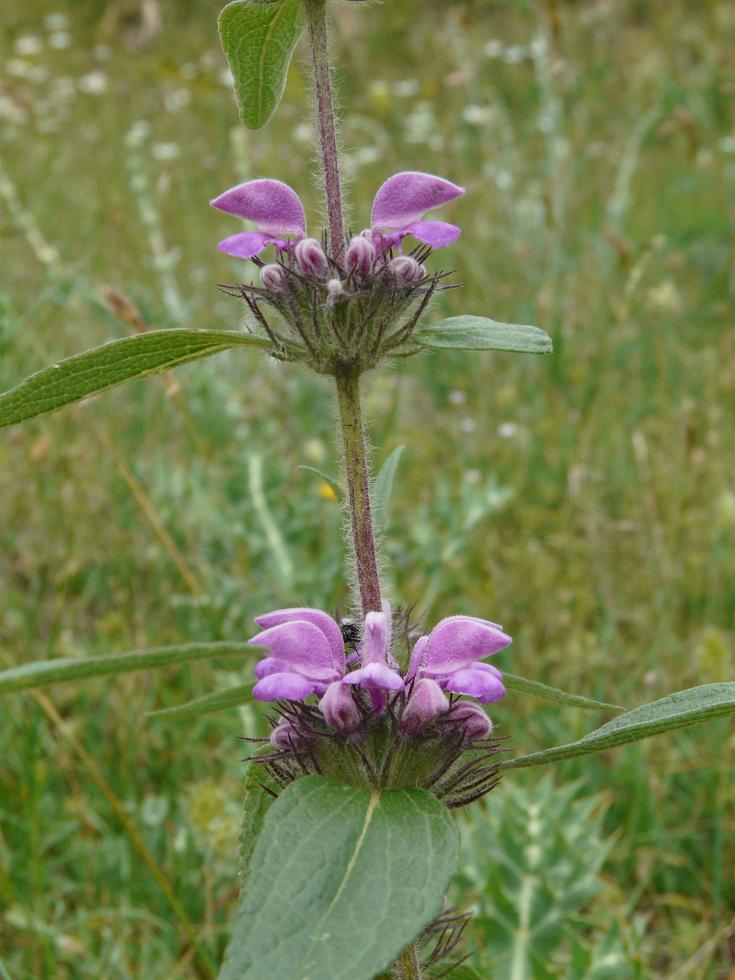 Plomis herba venti